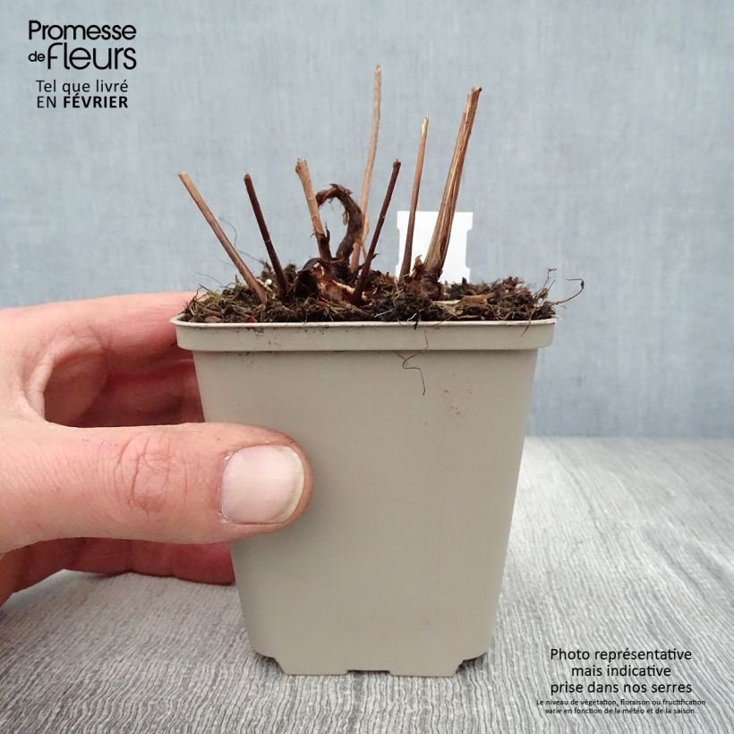 Example of Astilbe japonica Peach Blossom Kweekpotje van 8/9 cm as you get in hiver