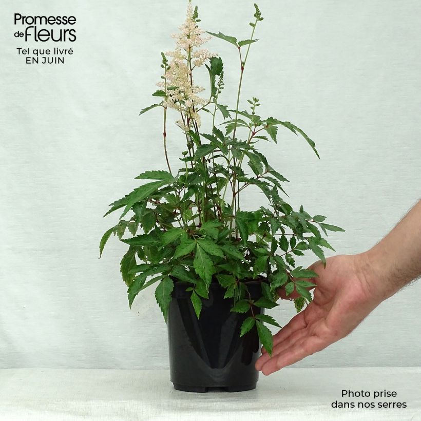 Exemplaar van Astilbe japonica Peach Blossom - Pluimspirea Pot van 1,5 l/2 l zoals geleverd in de zomer