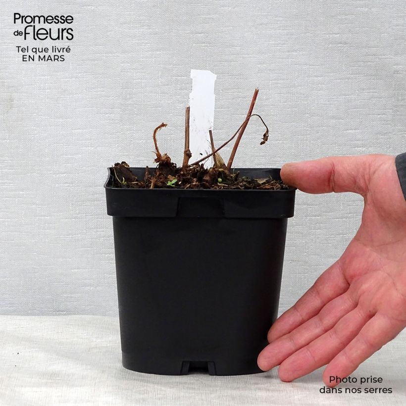 Exemplaar van Astilbe japonica Peach Blossom - Pluimspirea Pot van 1,5 l/2 l zoals geleverd in de lente