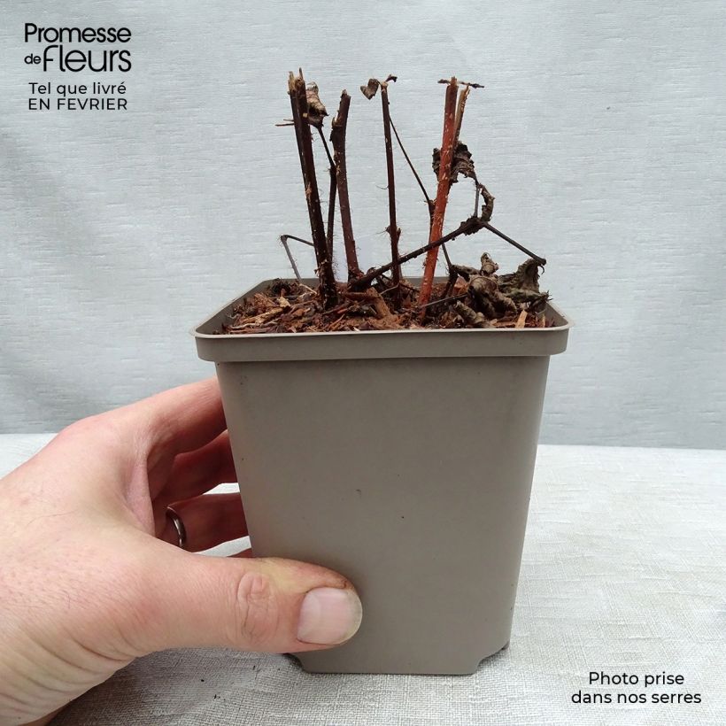 Example of Astilbe japonica Red Sentinel - Pluimspirea Kweekpotje van 8/9 cm as you get in hiver