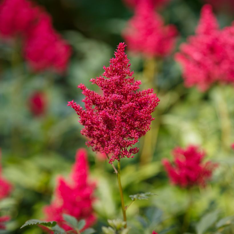 Astilbe japonica Red Sentinel - Pluimspirea (Bloei)