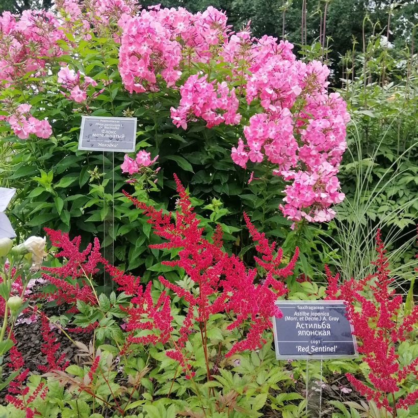 Astilbe japonica Red Sentinel - Pluimspirea (Groeiplaats)