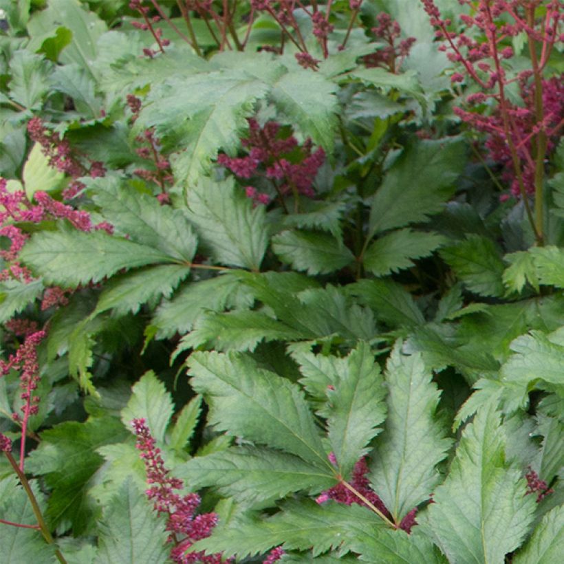 Astilbe japonica Red Sentinel - Pluimspirea (Foliage)