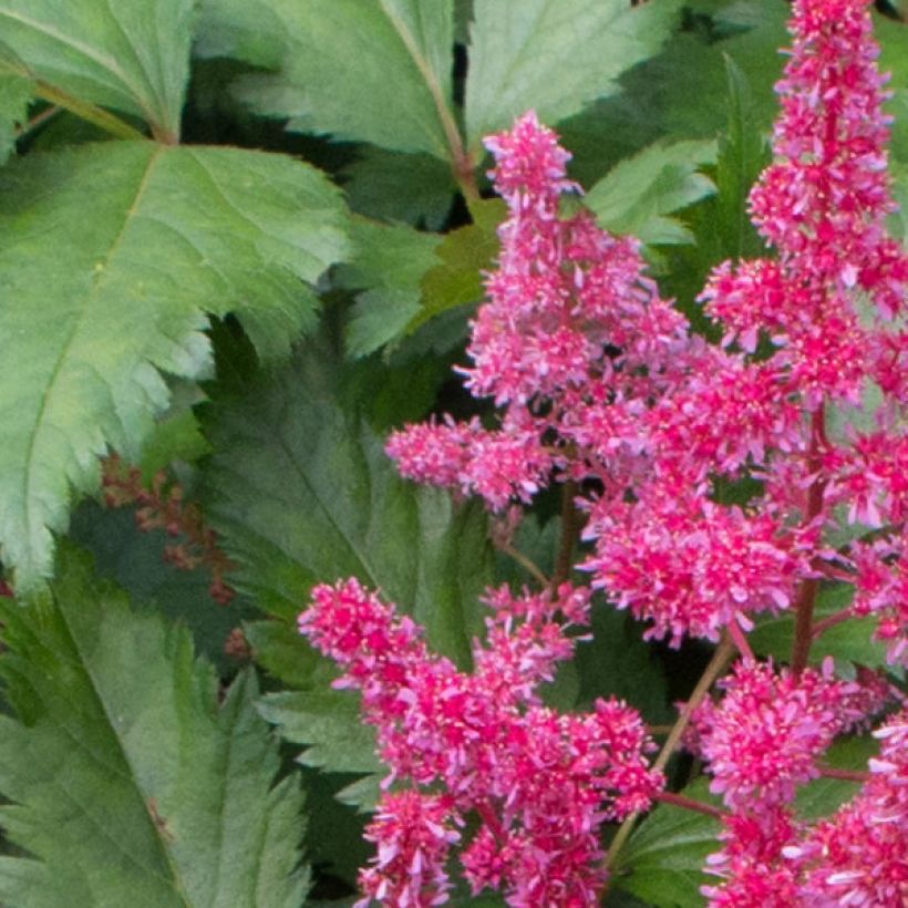 Astilbe japonica Red Sentinel - Pluimspirea (Flowering)