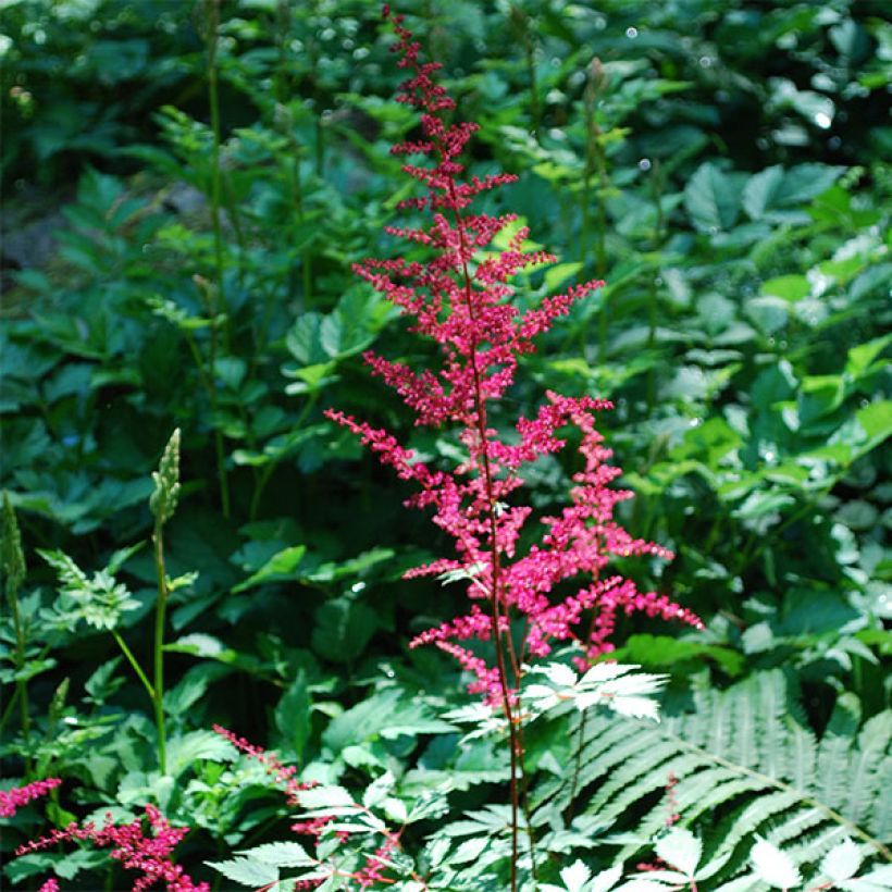 Astilbe japonica Vesuvius - Pluimspirea (Flowering)