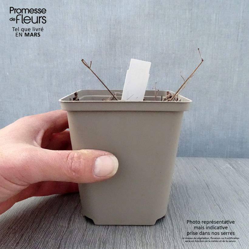 Exemplaar van Astilbe japonica Vesuvius - Pluimspirea Kweekpotje van 8/9 cm zoals geleverd in de lente