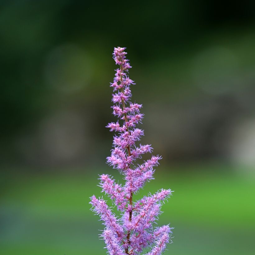Astilbe rivularis var myriantha - Pluimspirea (Bloei)