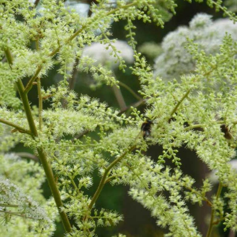 Astilbe rivularis - Pluimspirea (Bloei)