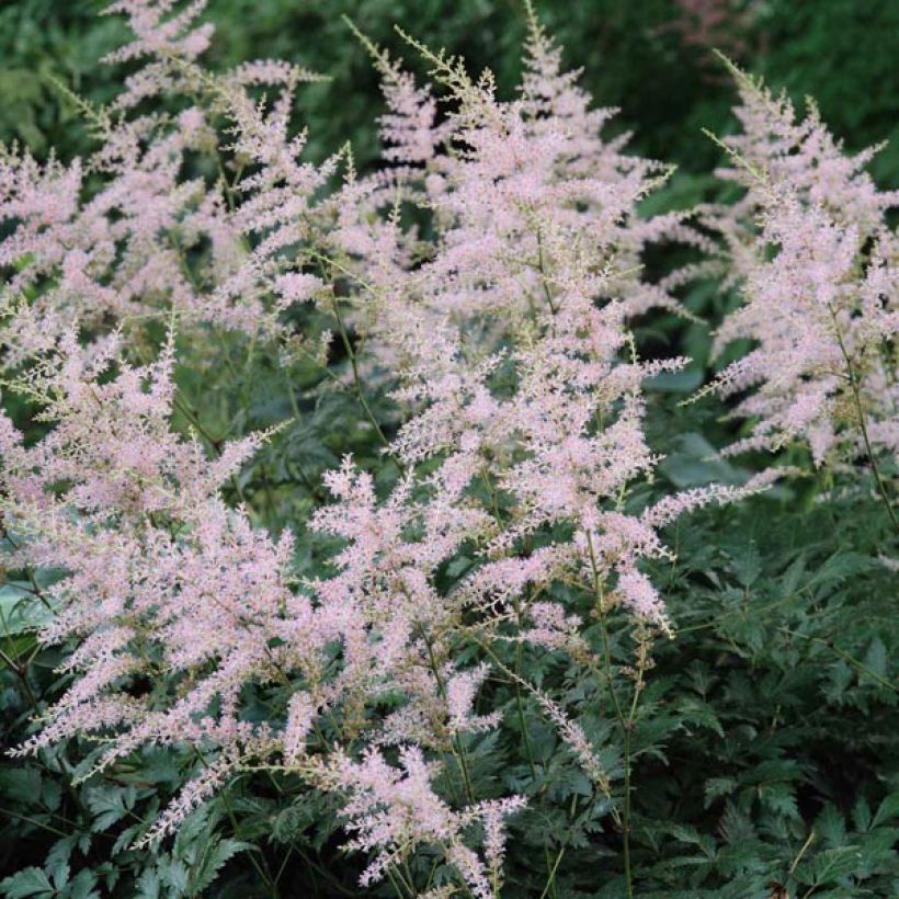 Astilbe simplicifolia Hennie Graafland - Pluimspirea (Flowering)