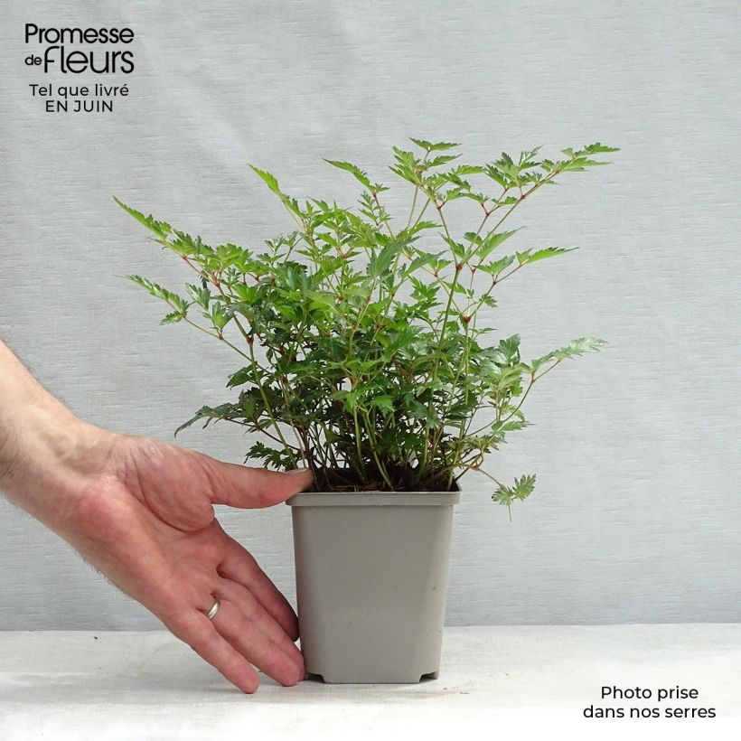 Exemplaar van Astilbe simplicifolia Hennie Graafland - Pluimspirea Kweekpotje van 8/9 cm zoals geleverd in de zomer