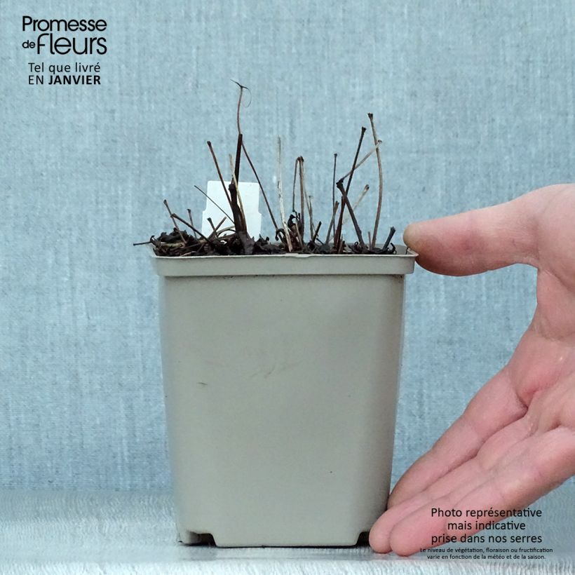 Example of Astilbe simplicifolia Hennie Graafland Kweekpotje van 8/9 cm as you get in hiver