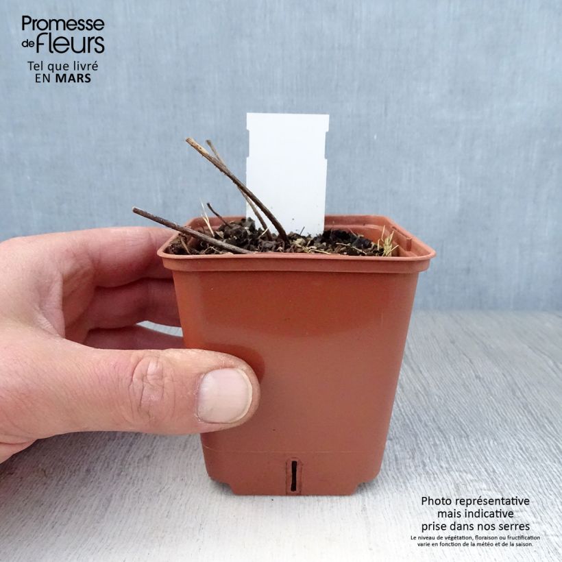 Exemplaar van Astilbe Pink Lightning - Pluimspirea Kweekpotje van 8/9 cm zoals geleverd in de lente