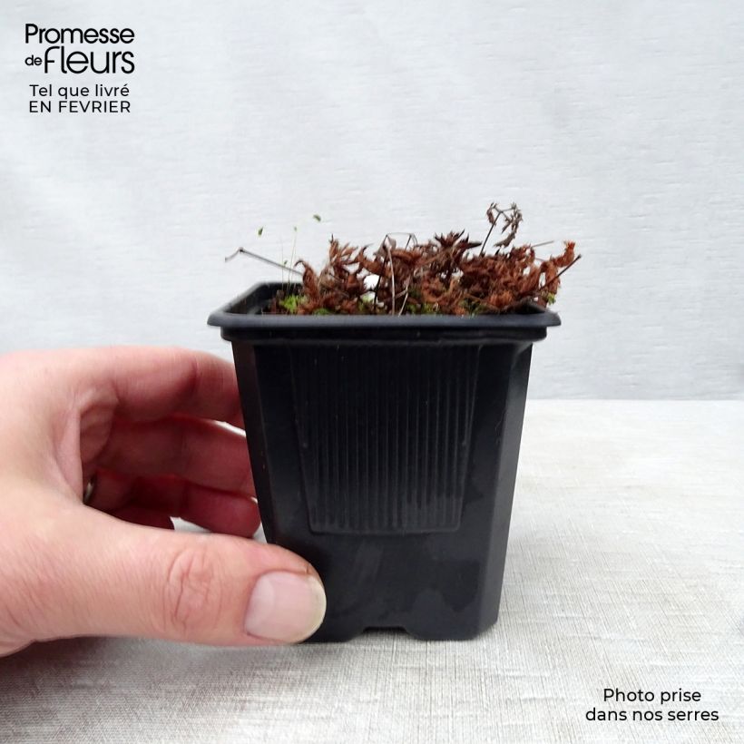 Example of Astilbe simplicifolia Sprite Kweekpotje van 8/9 cm as you get in hiver