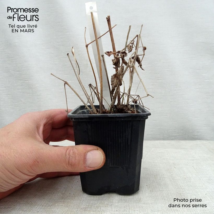 Exemplaar van Astilbe thunbergii Straussenfeder - Pluimspirea Kweekpotje van 8/9 cm zoals geleverd in de lente