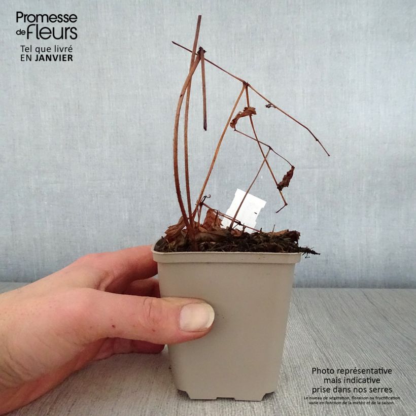 Example of Astilbe thunbergii Straussenfeder - Astilbe Ostrich Plume Kweekpotje van 8/9 cm as you get in hiver