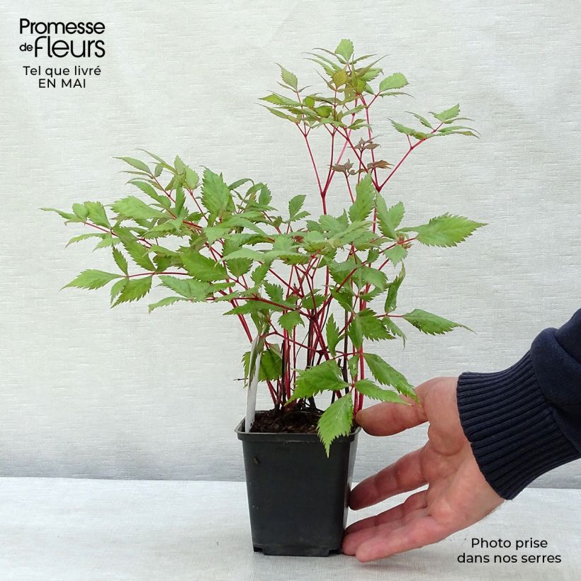 Exemplaar van Astilbe arendsii Fanal - Pluimspirea Kweekpotje van 7/8 cm zoals geleverd in de lente