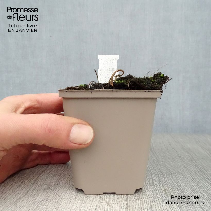 Example of Astilboides tabularis Kweekpotje van 8/9 cm as you get in hiver