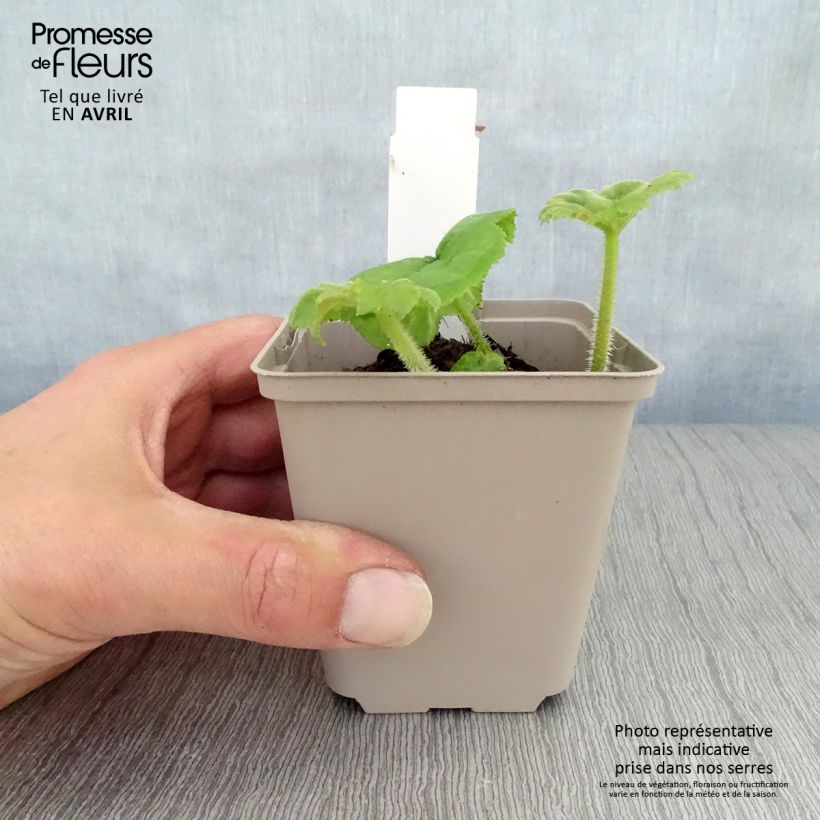 Exemplaar van Astilboides tabularis - Tafelblad Kweekpotje van 8/9 cm zoals geleverd in de lente