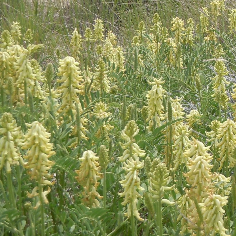 Astragalus canadensis - Astragale van Canada (Groeiplaats)
