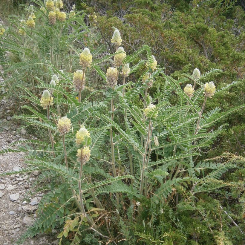 Astragalus centralpinus (Groeiplaats)