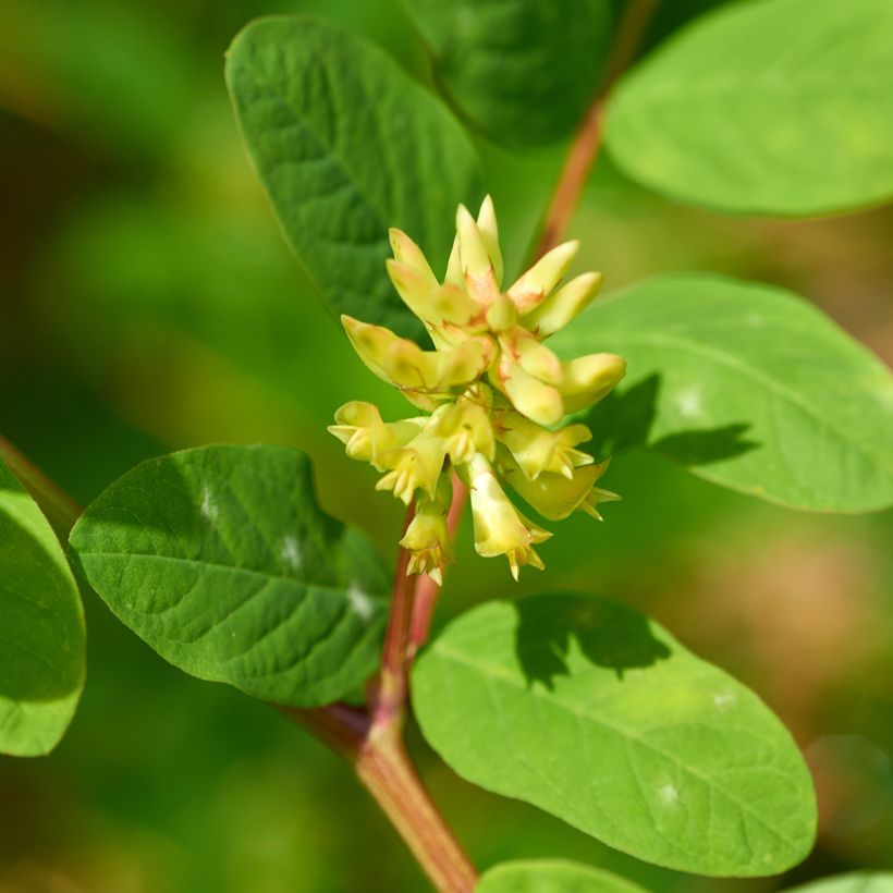 Astragalus glycyphyllos - Hokjespeul (Bloei)