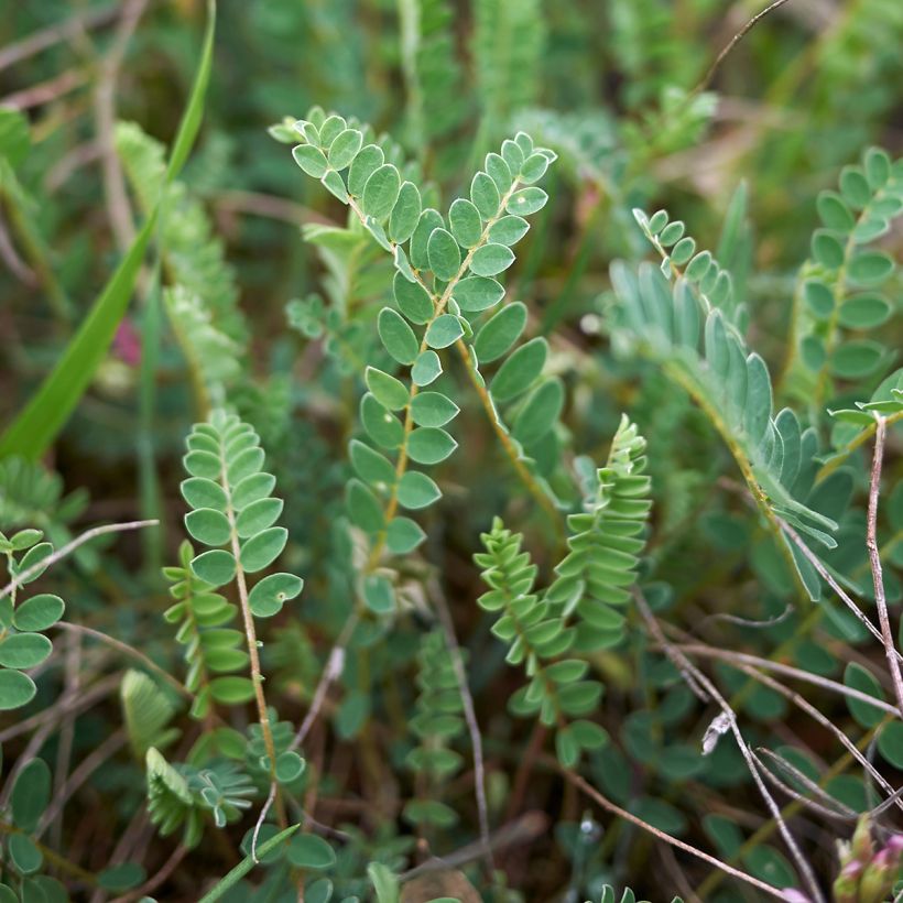 Astragalus monspessulanus (Blad)