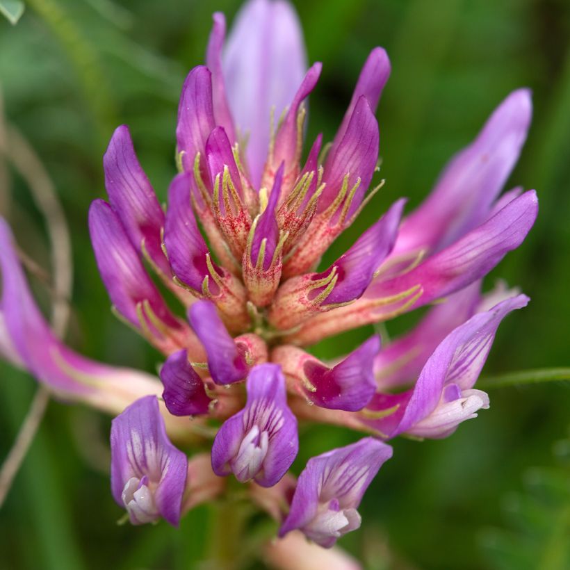 Astragalus monspessulanus (Bloei)