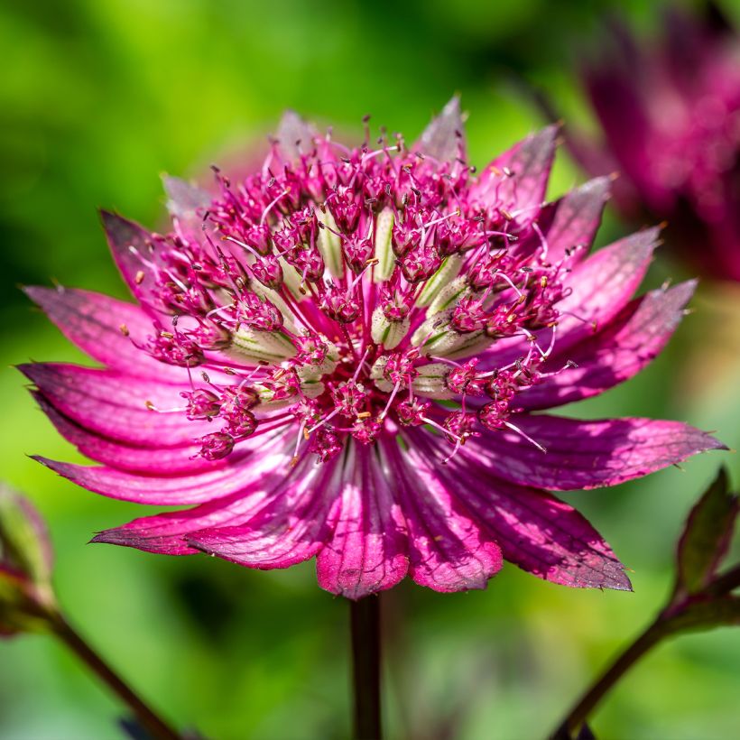 Astrantia major Star of Love - Zeeuws knoopje (Bloei)