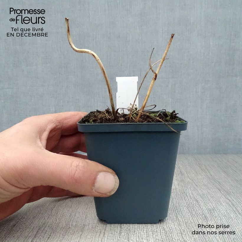 Example of Astrantia major Star of Billion - Zeeuws knoopje Kweekpotje van 8/9 cm as you get in hiver