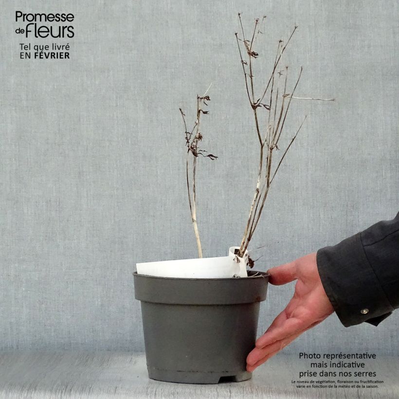 Example of Astrantia major Star of Billion - Zeeuws knoopje Pot van 2 l/3 l as you get in hiver