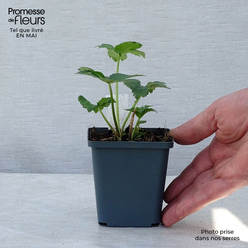 Exemplaar van Astrantia major Star of Billion - Zeeuws knoopje Kweekpotje van 8/9 cm zoals geleverd in de lente