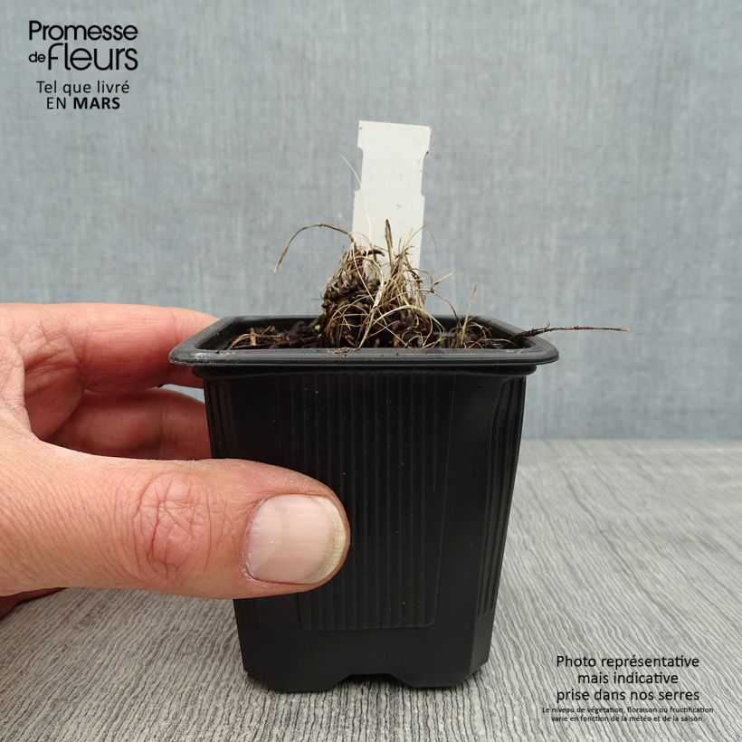 Exemplaar van Astrantia major Alba - Zeeuws knoopje Kweekpotje van 8/9 cm zoals geleverd in de lente