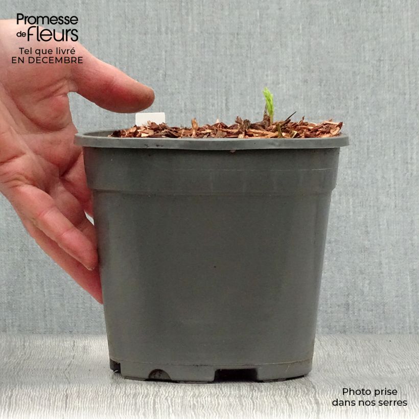 Example of Astrance - Astrantia major Alba (White) Pot van 2 l/3 l as you get in hiver