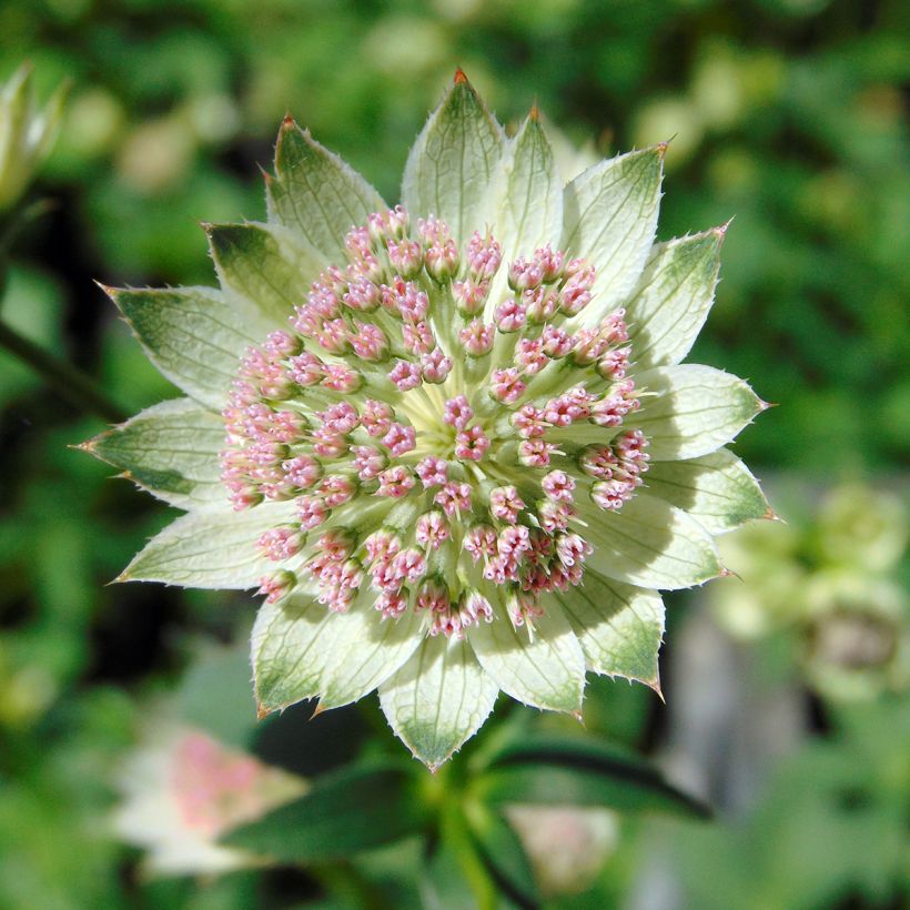 Astrantia major Buckland - Zeeuws knoopje (Flowering)