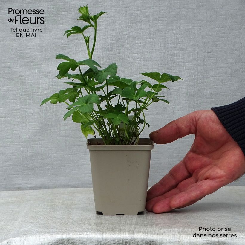 Exemplaar van Astrantia major Buckland - Zeeuws knoopje Kweekpotje van 8/9 cm zoals geleverd in de lente