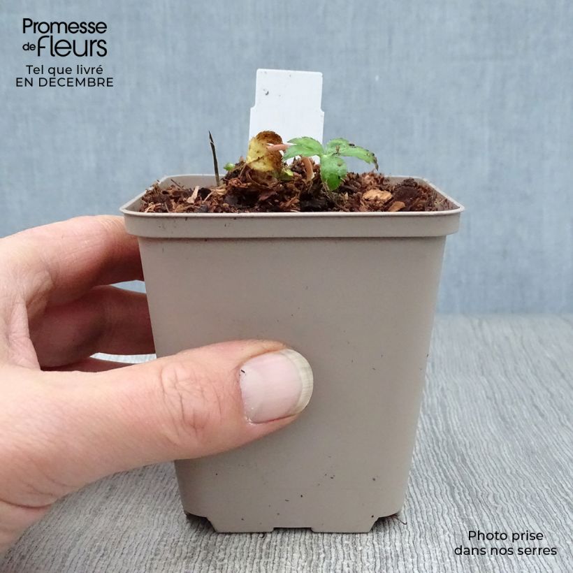 Example of Astrance - Astrantia major Buckland Kweekpotje van 8/9 cm as you get in hiver