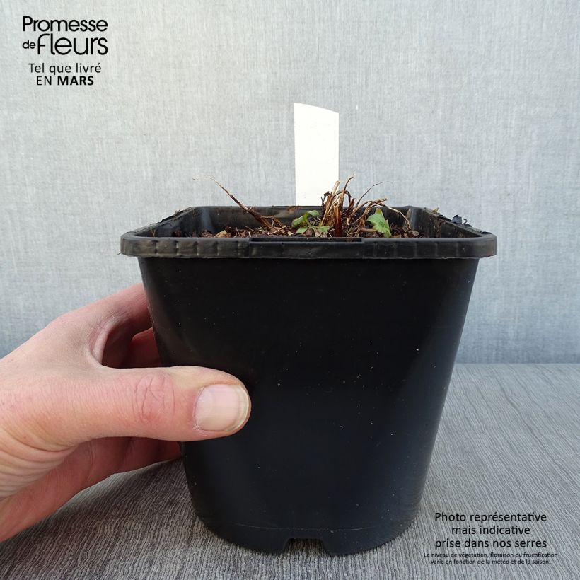 Example of Astrance - Astrantia major Buckland Pot van 2 l/3 l as you get in hiver