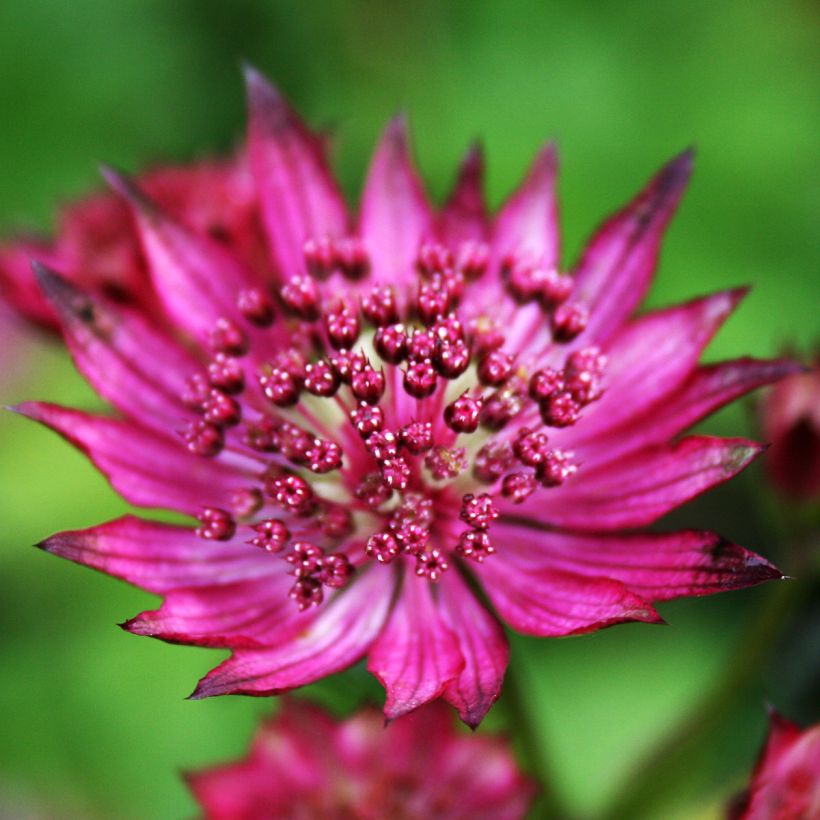 Astrantia major Burgundy Manor - Zeeuws knoopje (Flowering)