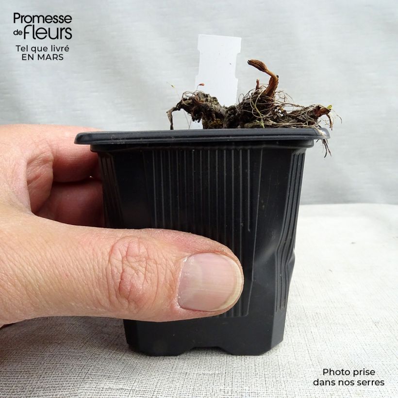 Exemplaar van Astrantia major Claret - Zeeuws knoopje Kweekpotje van 8/9 cm zoals geleverd in de lente