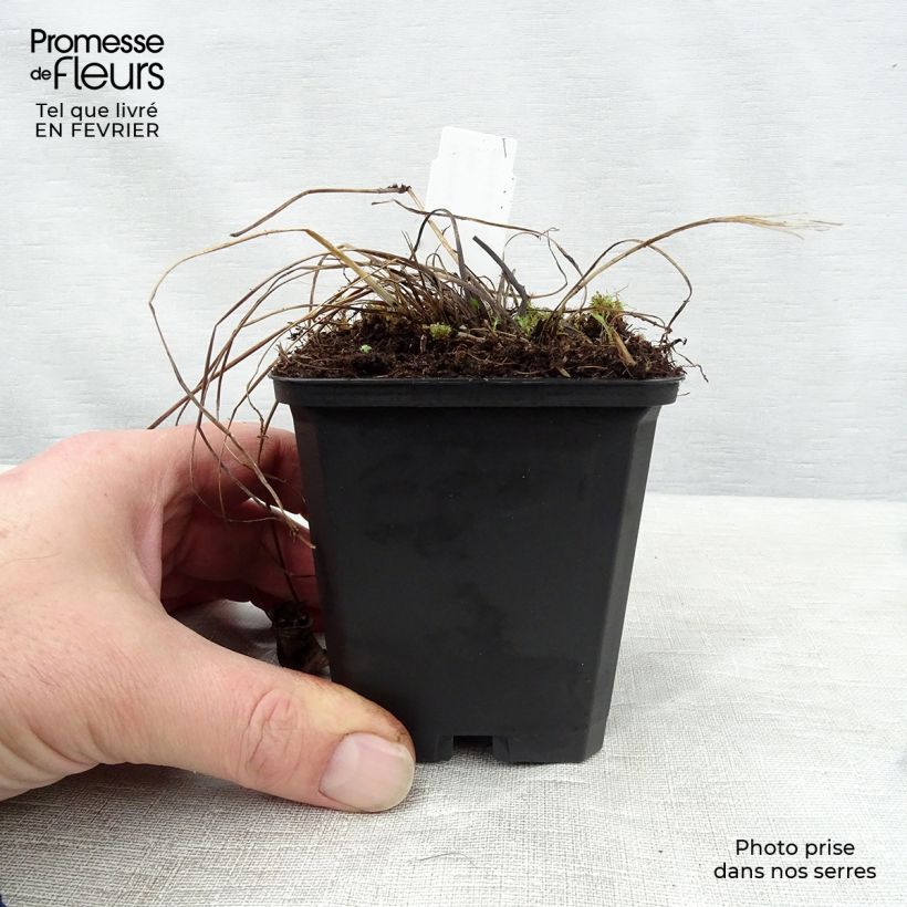 Example of Astrance - Astrantia major Florence Kweekpotje van 8/9 cm as you get in hiver