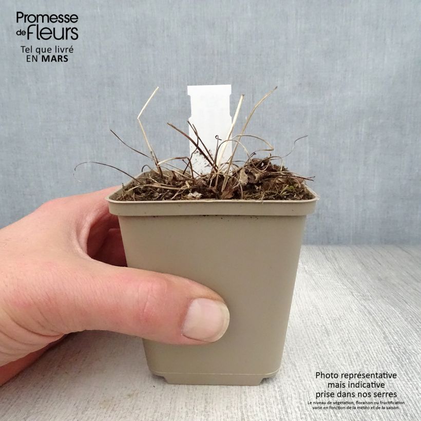 Exemplaar van Astrantia major Florence - Zeeuws knoopje Kweekpotje van 8/9 cm zoals geleverd in de lente