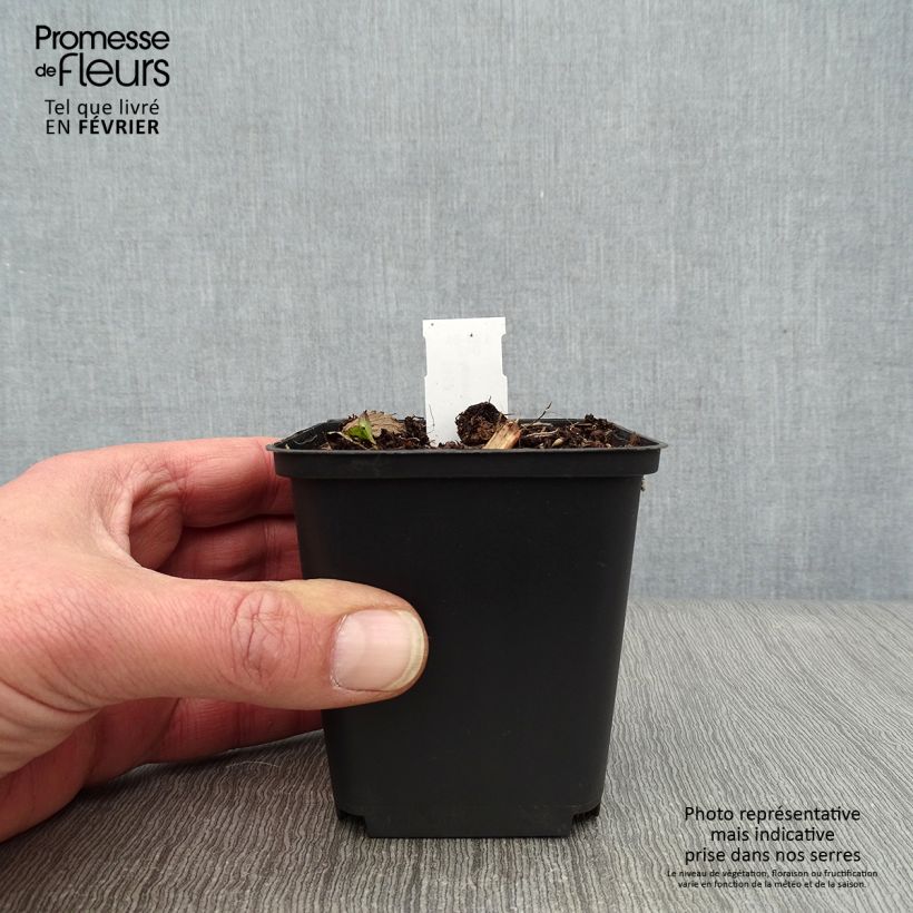 Exemplaar van Astrantia major Hadspen Blood - Zeeuws knoopje Kweekpotje van 8/9 cm zoals geleverd in de winter