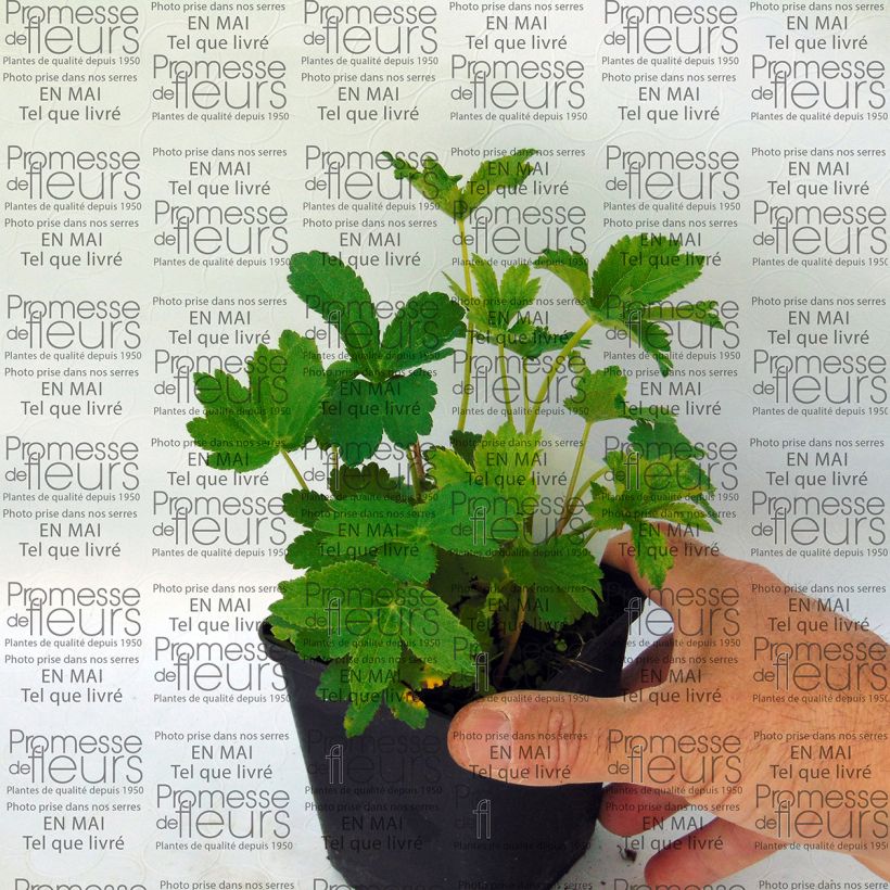 Voorbeeld van een exemplaar van Astrantia major Lars - Zeeuws knoopje Kweekpotje van 8/9 cm zoals geleverd