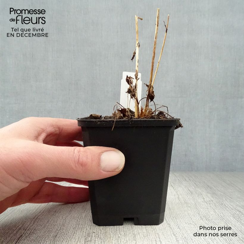 Example of Astrantia major Moulin Rouge - Zeeuws knoopje Kweekpotje van 8/9 cm as you get in hiver