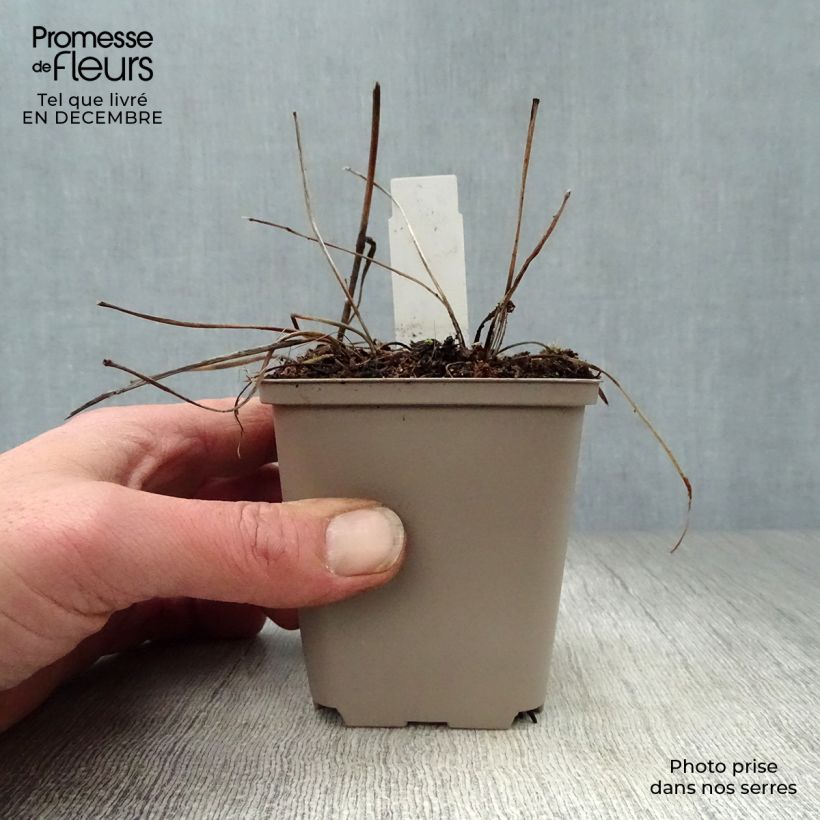 Example of Astrance - Astrantia major Pink Pride Kweekpotje van 8/9 cm as you get in hiver