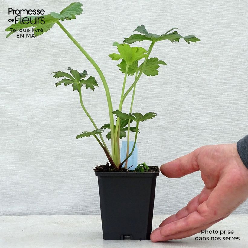 Exemplaar van Astrantia major Primadonna - Zeeuws knoopje Kweekpotje van 8/9 cm zoals geleverd in de lente