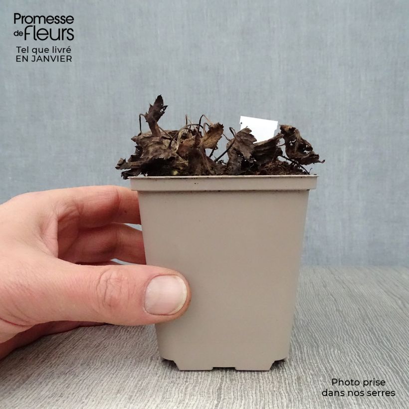 Example of Astrance - Astrantia major Primadonna Kweekpotje van 8/9 cm as you get in hiver