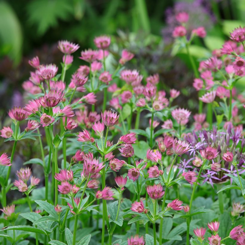 Astrantia major Roma - Zeeuws knoopje (Groeiplaats)