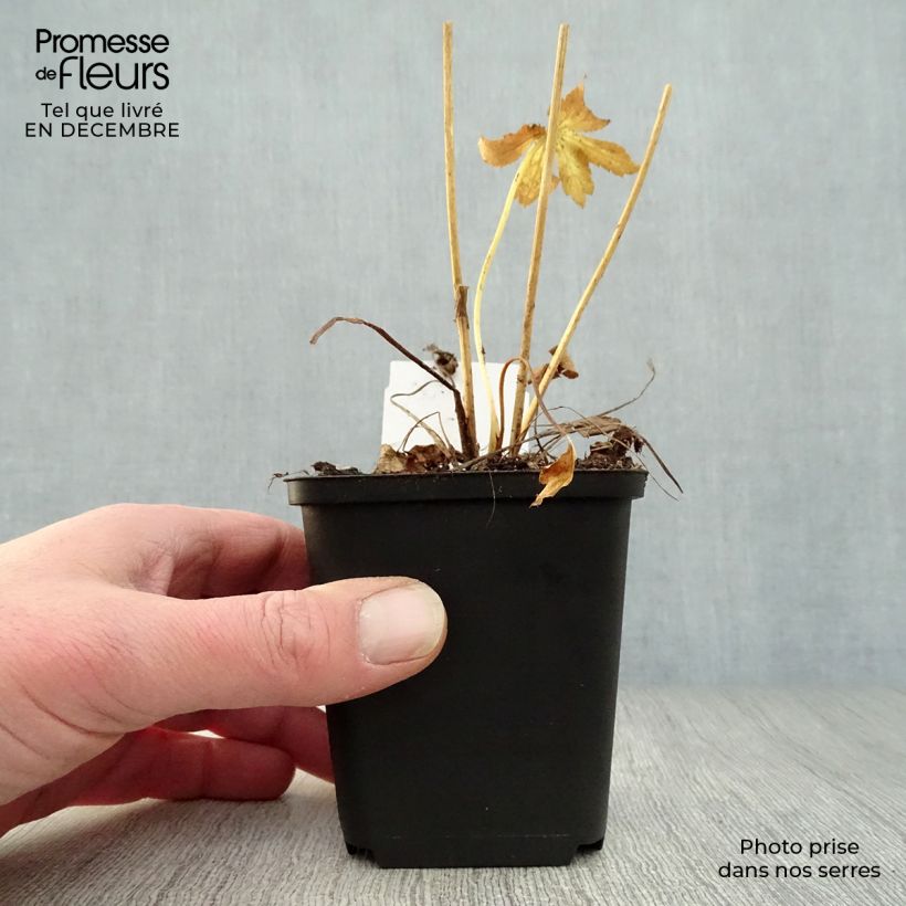 Example of Astrance - Astrantia major Roma Kweekpotje van 8/9 cm as you get in hiver