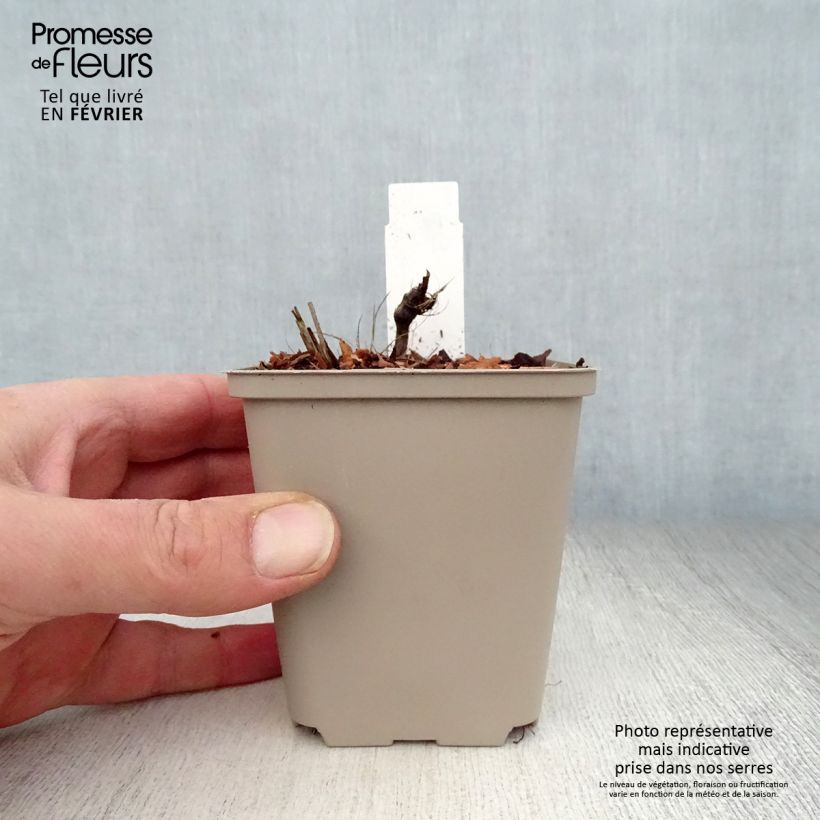 Example of Astrantia major Rosea - Zeeuws knoopje Kweekpotje van 8/9 cm as you get in hiver